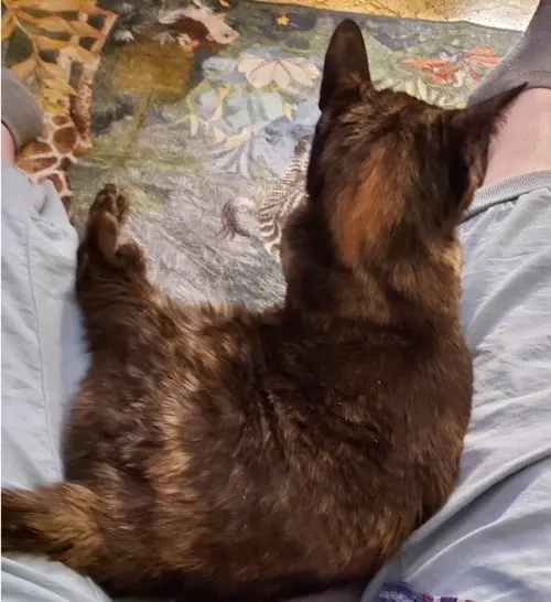 Pie in Real Life, a Tortie.