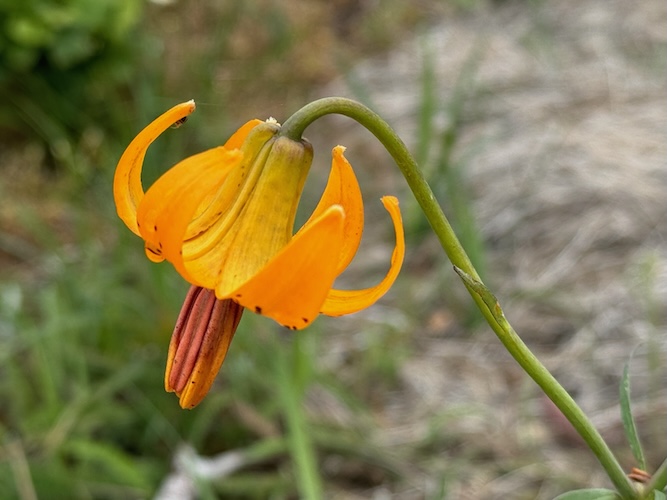 Dog Tooth Violet - DaveG