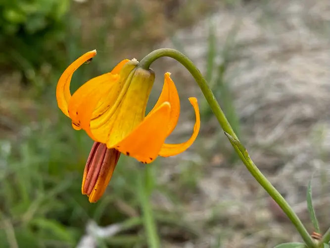 Dog Tooth Violet - DaveG
