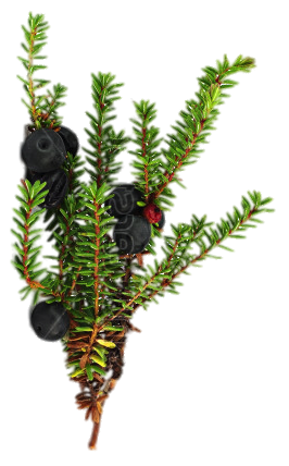 Back to Winter Berry Bookshelf